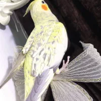 عروس هلندی نر