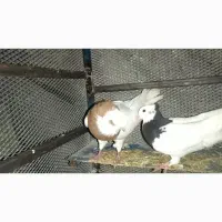 کبوتر رنگی|پرنده|خفر, |دیوار