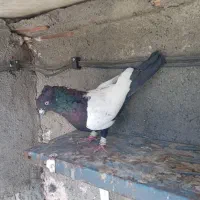 آلمانی ماده