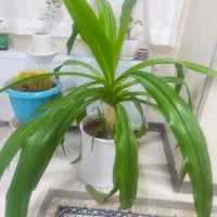 گل ذرتی با گلدون بزرگ نه ساله چن تا پا جوش هم داره|گل و گیاه طبیعی|شیراز, کوی زهرا|دیوار