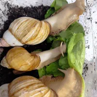 حلزون|خزنده|سنندج, |دیوار