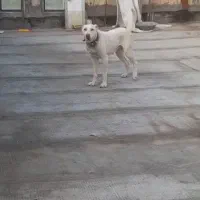 واگذاری سگ سرابی گله و نگهبان|سگ|مشهد, کوی المهدی|دیوار