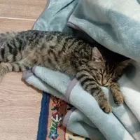 واگذاری بچه گربه ی بامزه