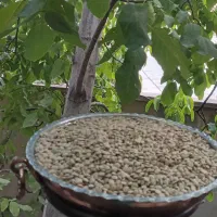عدس ارگانیک زنجان|خوردنی و آشامیدنی|رشت, بلوار گیلان|دیوار
