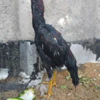 خروس لاری اوشامو افغان تک