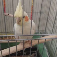 عروس هلندی