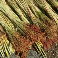 جارو یا گال تعداد ۲۰۰ دسته