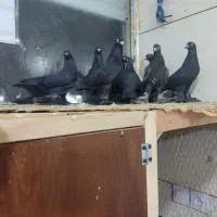 کبوتر|حیوانات|تبریز, |دیوار