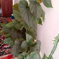 گل عروس