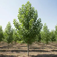 نهال صنوبر تبریزی با ضمانت کیفیت و ارسال سریع