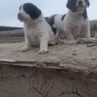 واگزاری توله آلبای اصل خت خون بالا با زمانت|سگ|گنبد کاووس, |دیوار