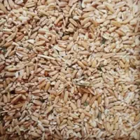 نیم دانه گندم(بوجاری)