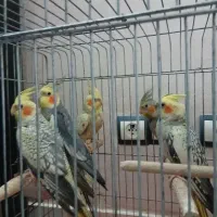 عدوس هلندی رنگارن