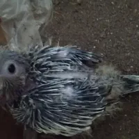 عروس هلندی جوجه