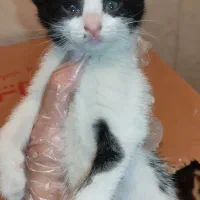 بچه گربه