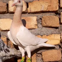 کفتر سار هفترنگ لیمویی آلمانی زرد سبز کاریر|پرنده|مشهد, شهید معقول|دیوار