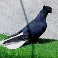 تعدادی کبوتر پرشی