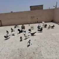 کفتر کبوتر