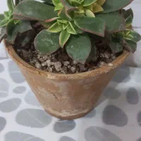 گلهای طبیعی وشاداب ابهر|گل و گیاه طبیعی|ابهر, |دیوار