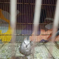 عروس|پرنده|هامون, |دیوار