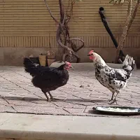 مرغ گلین ومرغ مشکی بومی|حیوانات مزرعه|اصفهان, طامه|دیوار