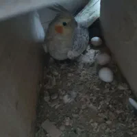 جفت عروس هلندی مولد