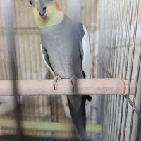 عروس هلندی|پرنده|صحنه, |دیوار