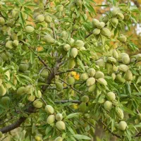 فروش نهال بادام سفید در شیراز|گل و گیاه طبیعی|شیراز, شهرک مهدی‌آباد|دیوار