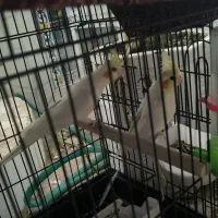 دوتاش نر هست