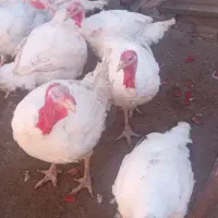 مرغ تخمی وبوقلمون گوشتی|حیوانات مزرعه|جلگه ماژان, |دیوار