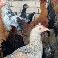 جوجه خروس محلی|حیوانات مزرعه|زرقان, |دیوار