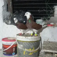 کبوتر پرشی