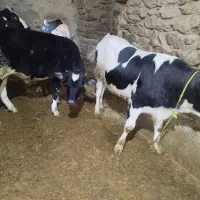 فروش دو راس گوساله|حیوانات مزرعه|صحنه, |دیوار