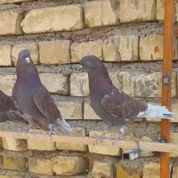 کبوتر پرشی