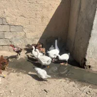 قوغاز فروشی|حیوانات مزرعه|شاهین دژ, |دیوار