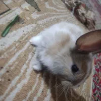 بچه خرگوش نیم لوپ|موش و خرگوش|کرمان, |دیوار