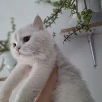 گربه پرشین بالغ