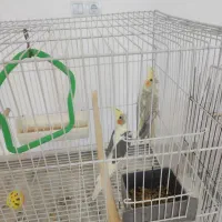 عروس هلندی