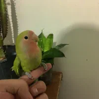 جوجه طوطی برزیلی رام دستی|پرنده|چالوس, |دیوار