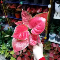 گل آگلونماکالباسی صورتی،قرمز،اسپارگل لگاسی