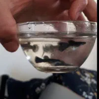 ما. هی. گو. پی.|کیف، کفش، کمربند|اسفراین, |دیوار