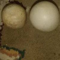 دوعدد سنگ آسیاب تست شده