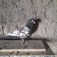 کبوتر پرشی|پرنده|ایرانشهر, |دیوار