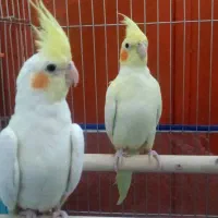 عروس هلندی|پرنده|لامرد, |دیوار