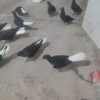 کفتر