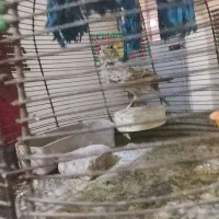 سهره خاکی رام رام سخنگو