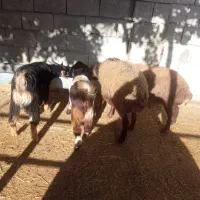 بره و بزغاله چاق