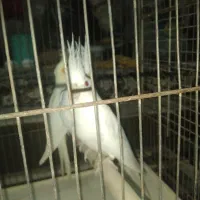 عروس هلندی لوتینو و البینو نه ماهه|پرنده|ابهر, |دیوار