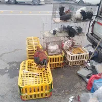 خرید و فروش انواع مرغ و خروس و کبوتر و...|پرنده|میانه, |دیوار