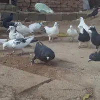 ۱۶ تا کبوتر پرشی نر قلدور